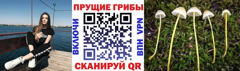 Псилоцибиновые грибы Psilocybe  Лакинск 